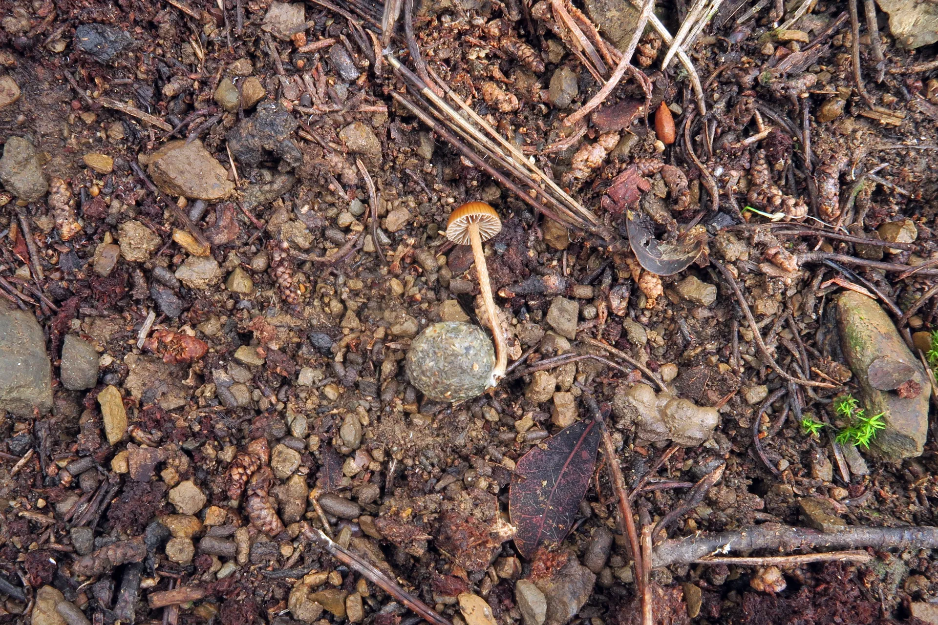Psilocybe fimetaria - 1 - IMG_5030